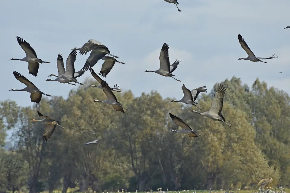Grus grus