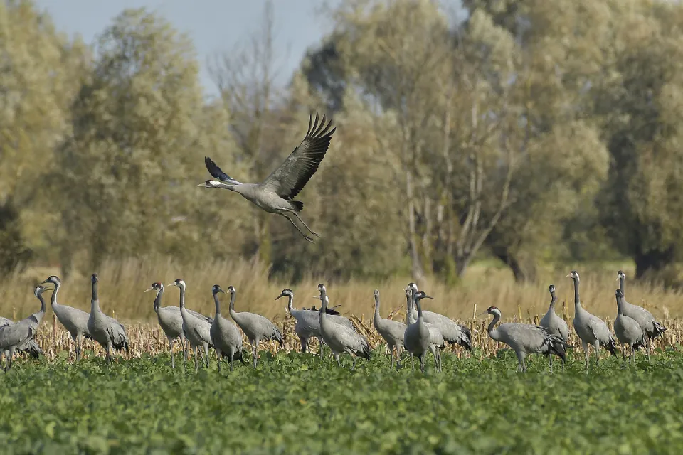 Grus grus