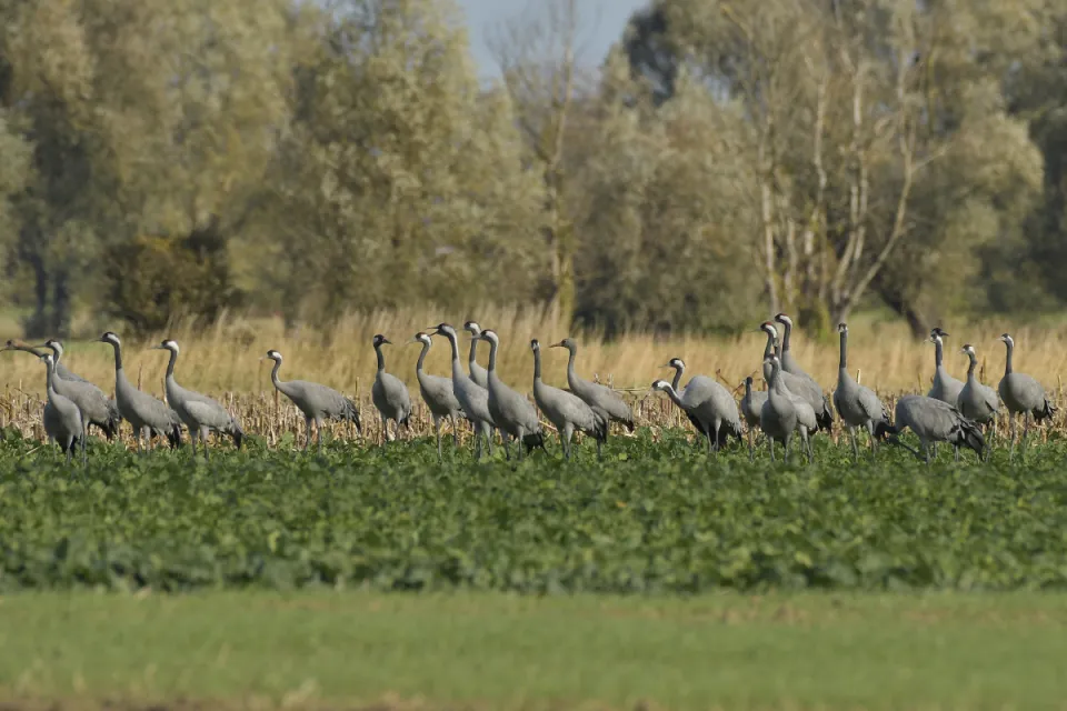 Grus grus
