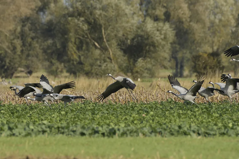 Grus grus