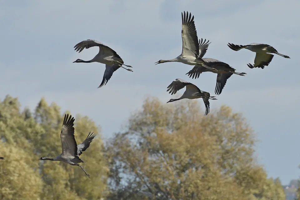 Grus grus