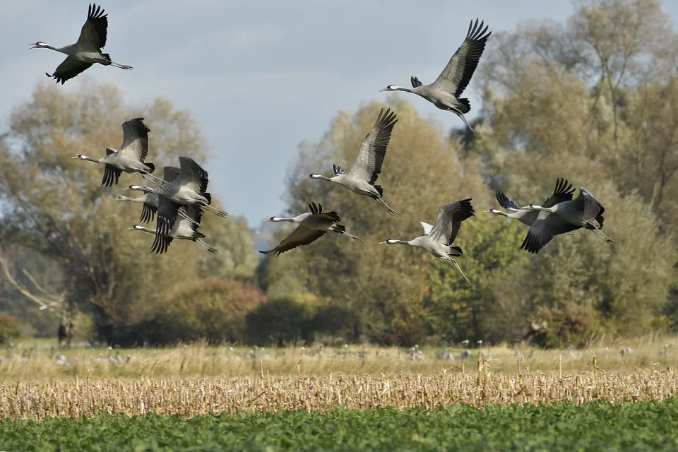 Grus grus
