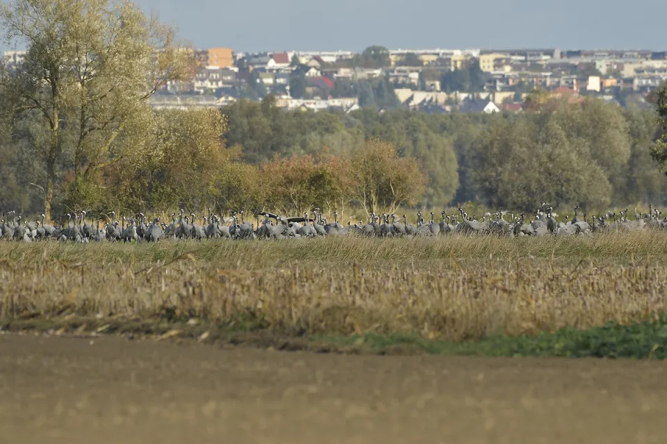 Grus grus