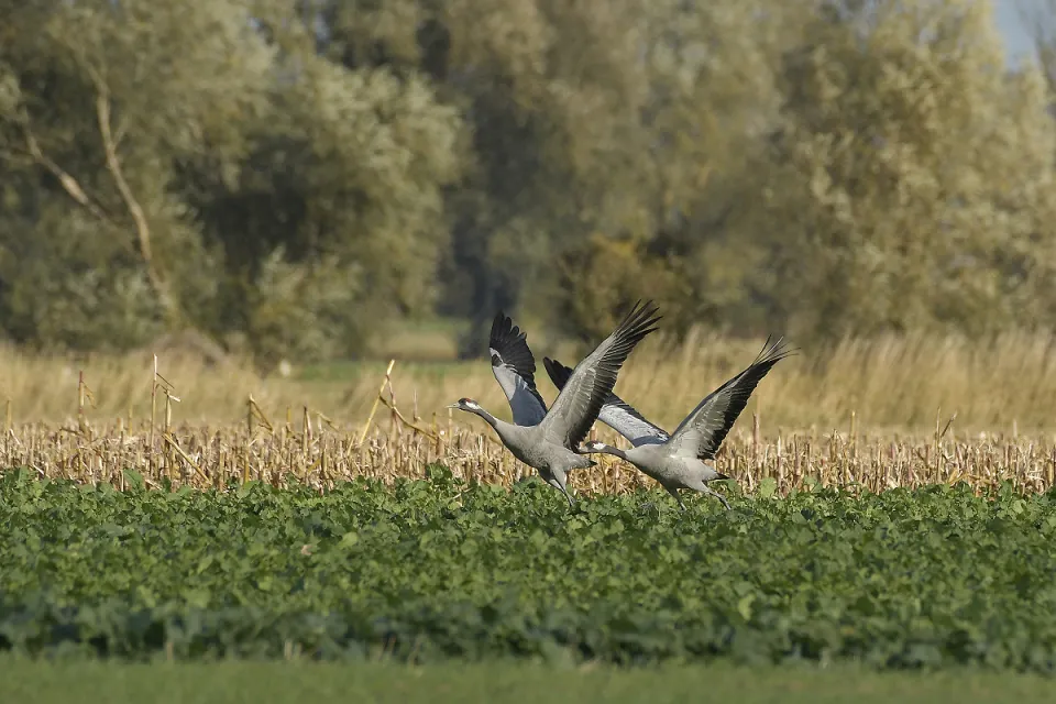 Grus grus