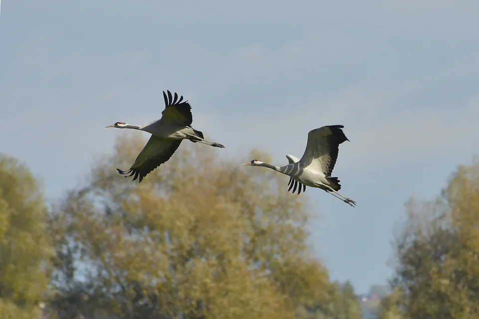Grus grus