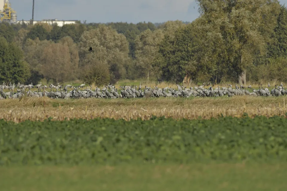Grus grus