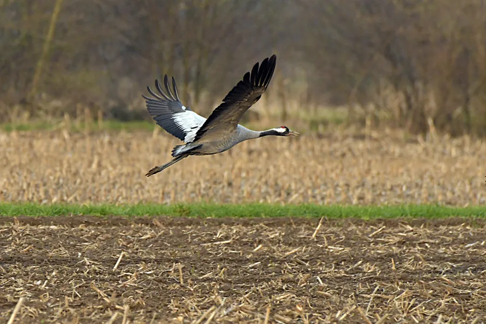 Grus grus