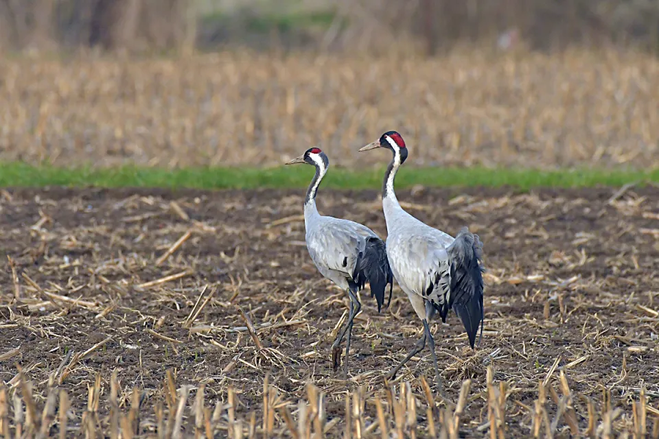 Grus grus