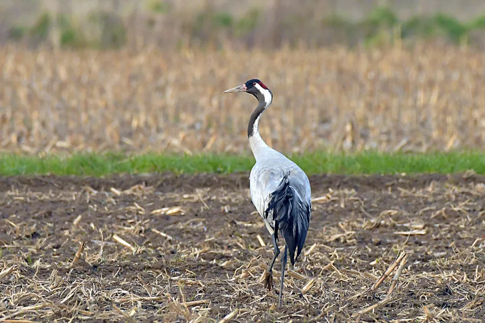 Grus grus