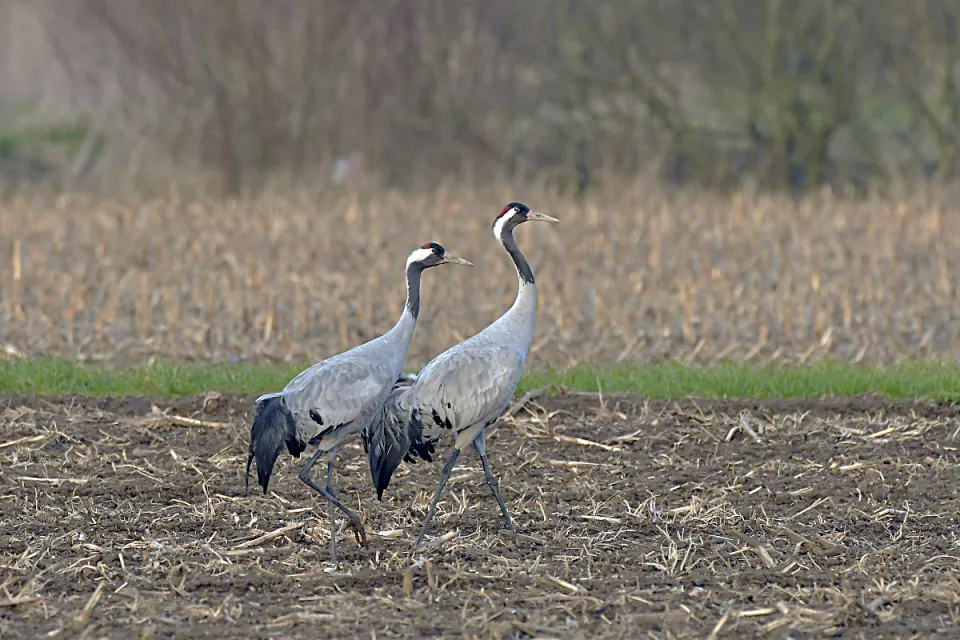 Grus grus