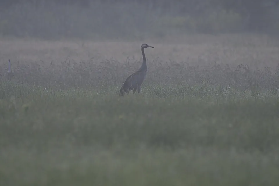 Grus grus