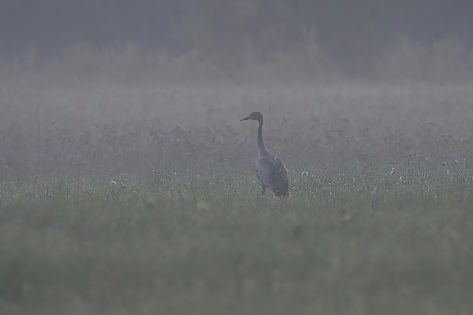 Grus grus