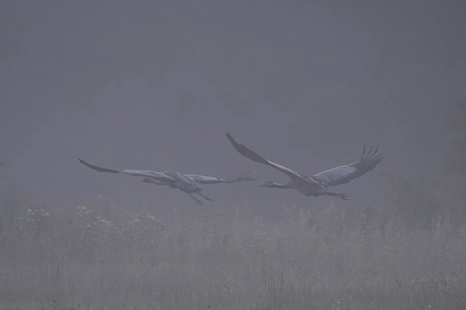 Grus grus
