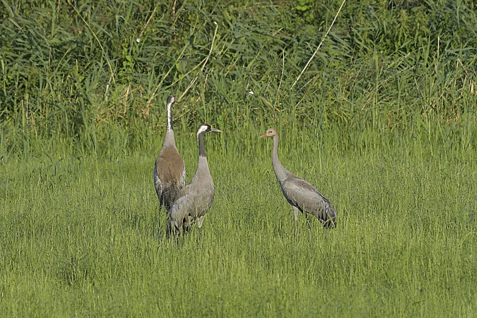 Grus grus