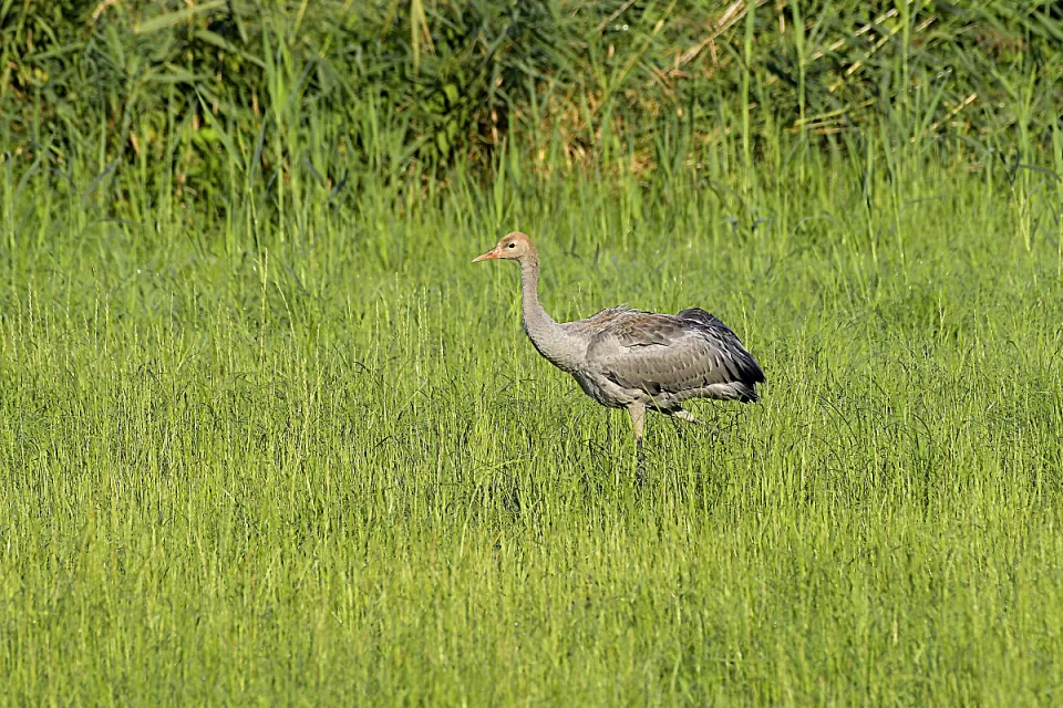 Grus grus