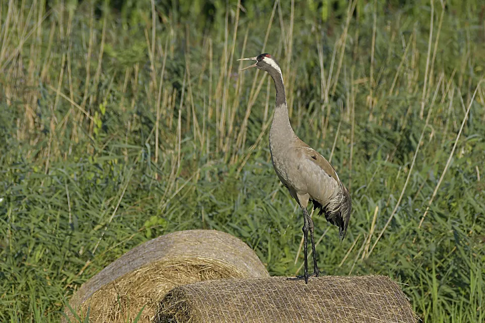 Grus grus