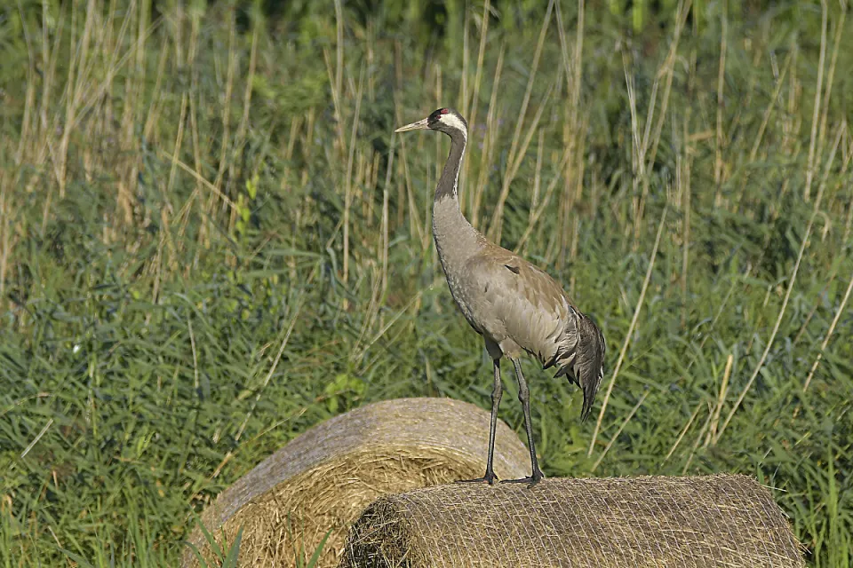 Grus grus
