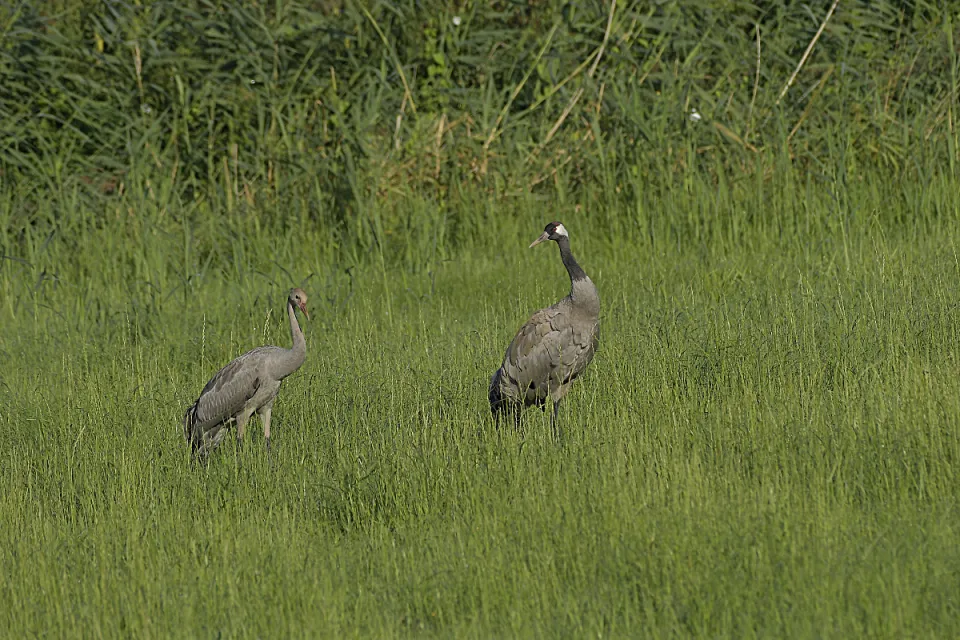 Grus grus