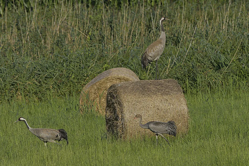 Grus grus