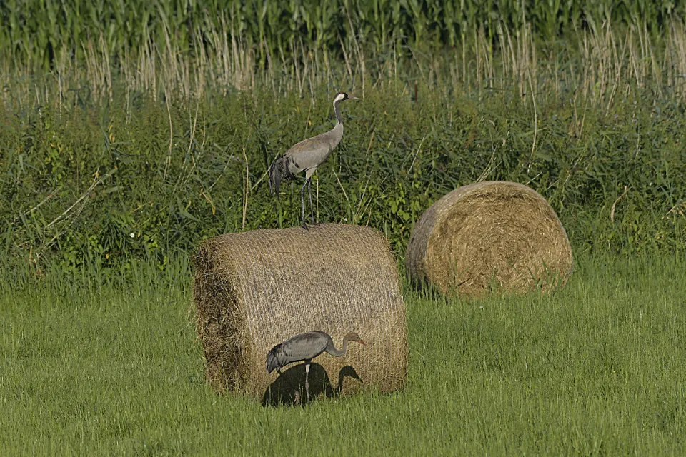 Grus grus