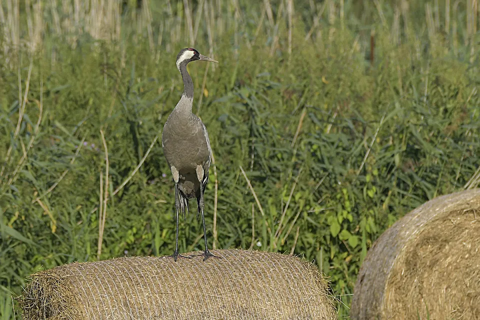 Grus grus