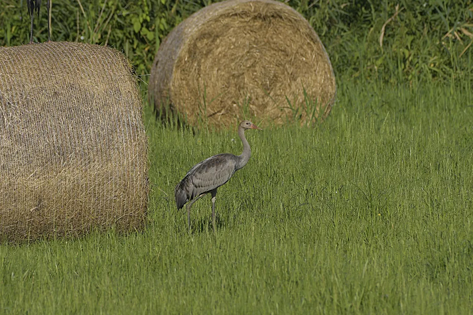 Grus grus