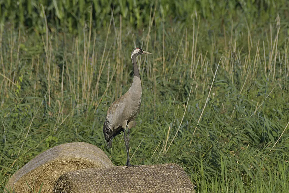 Grus grus