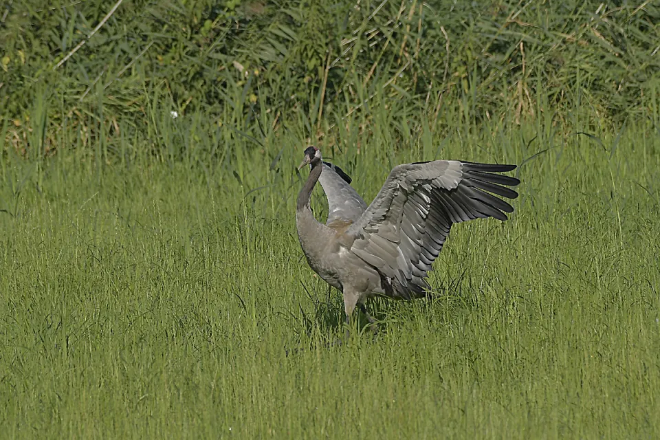 Grus grus
