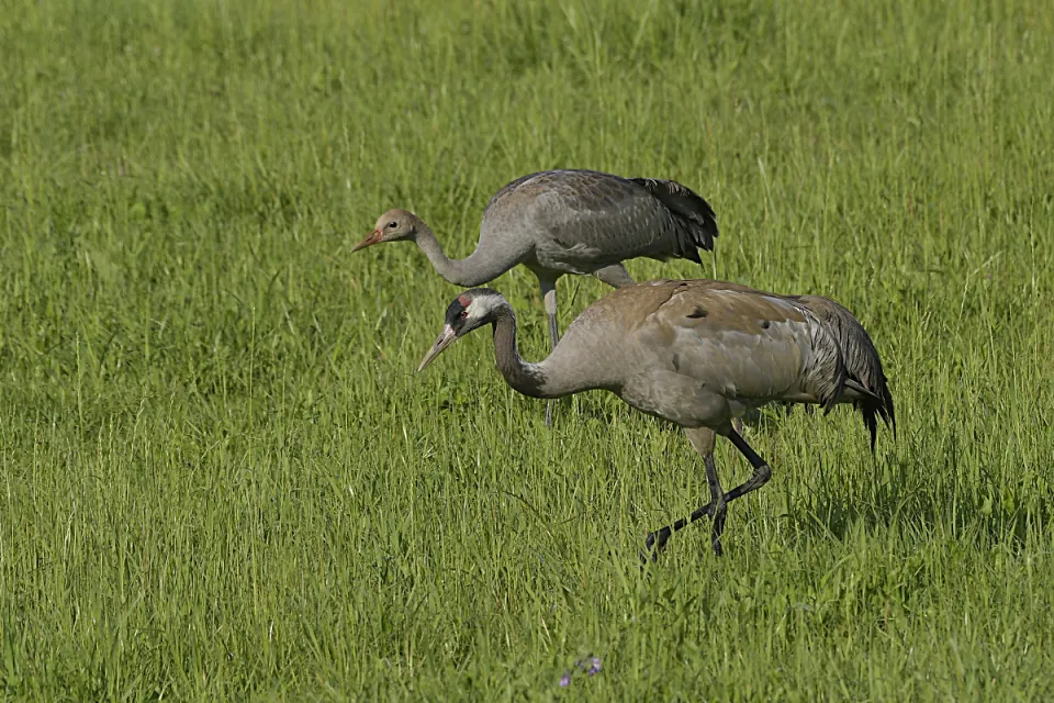 Grus grus