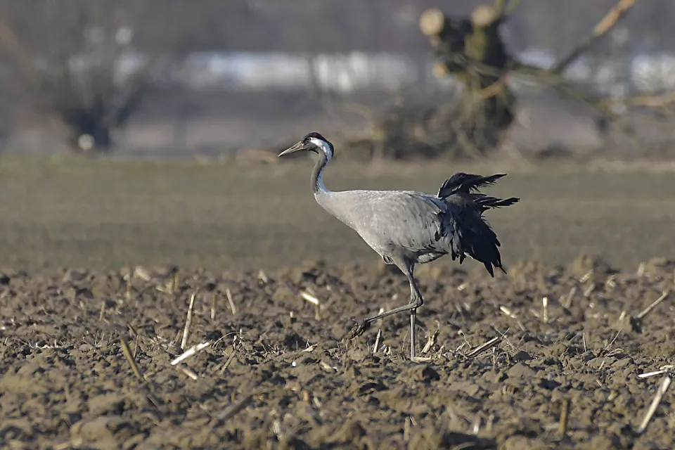 Grus grus