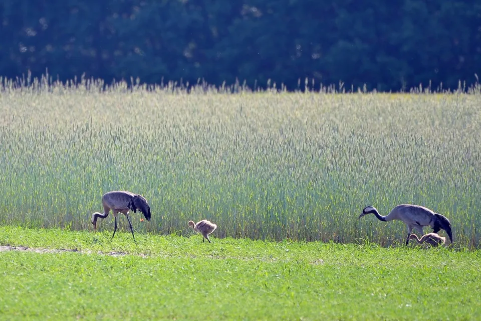 Grus grus