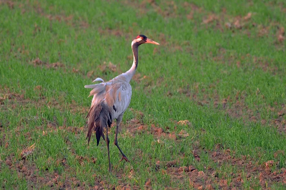 Grus grus