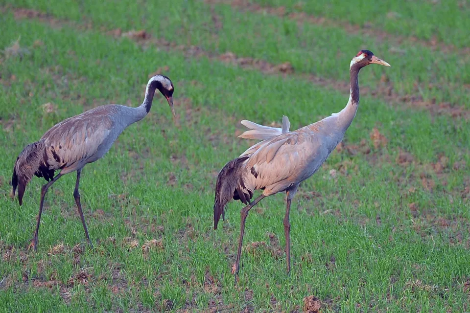 Grus grus