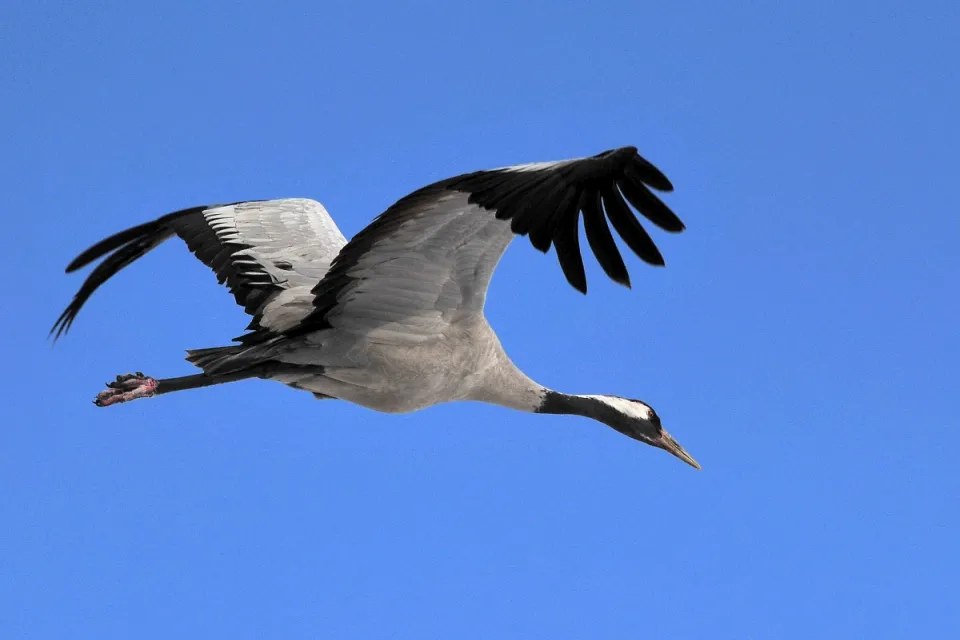 Grus grus