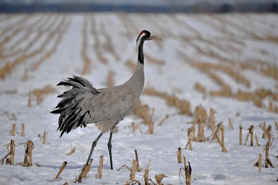 Grus grus