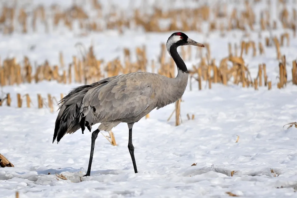 Grus grus