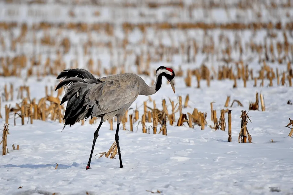 Grus grus