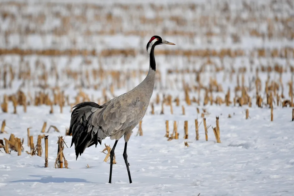 Grus grus