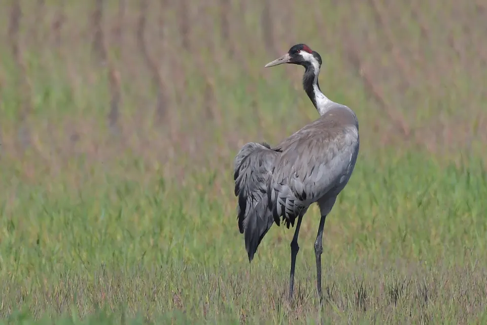 Grus grus