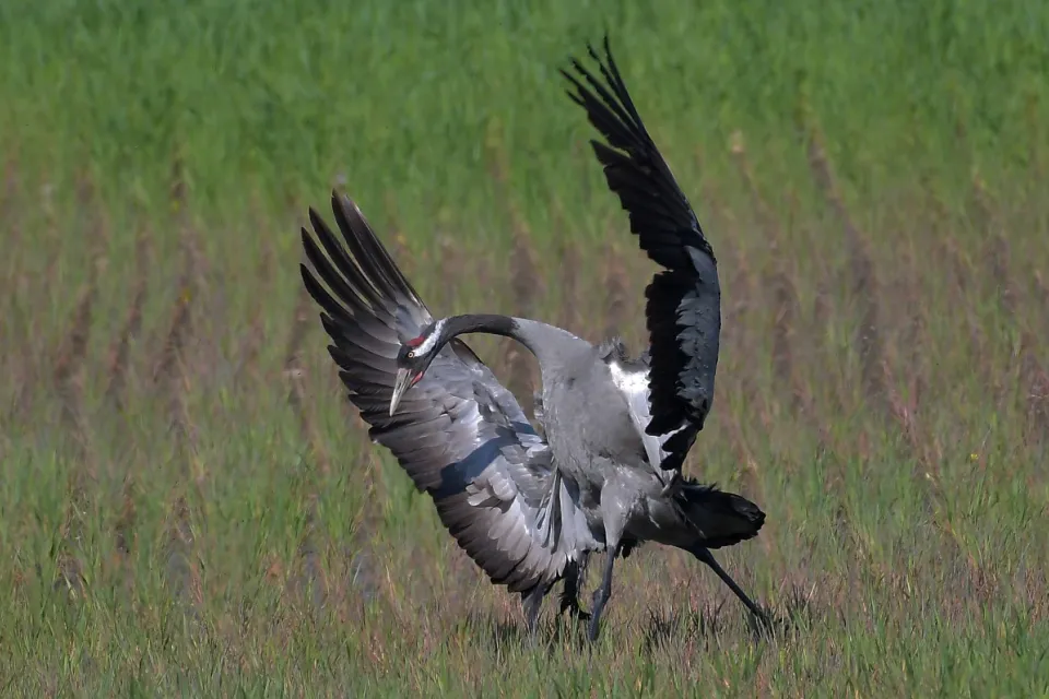 Grus grus