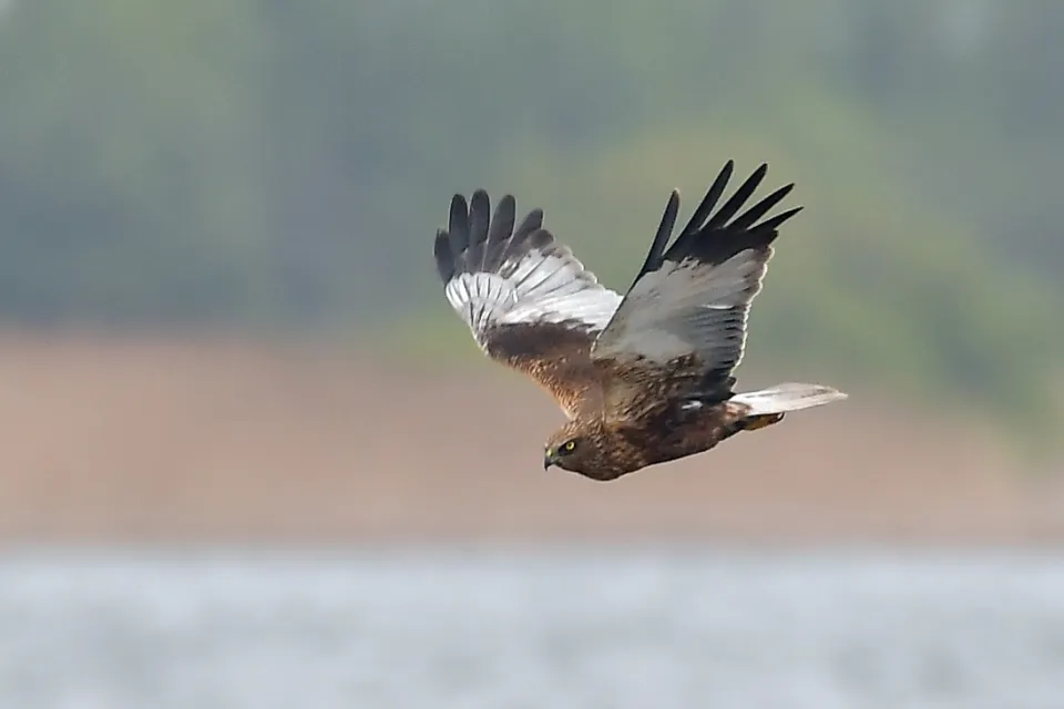 Circus aeruginosus