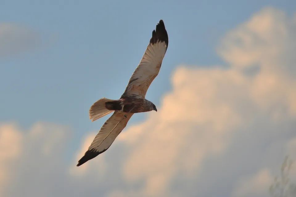 Circus aeruginosus