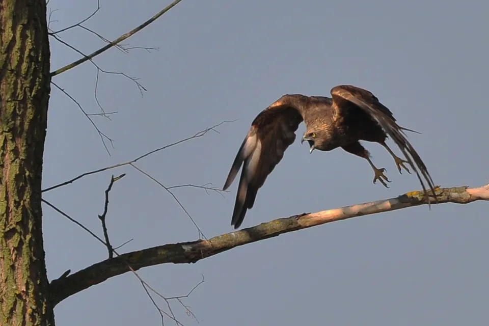 Circus aeruginosus