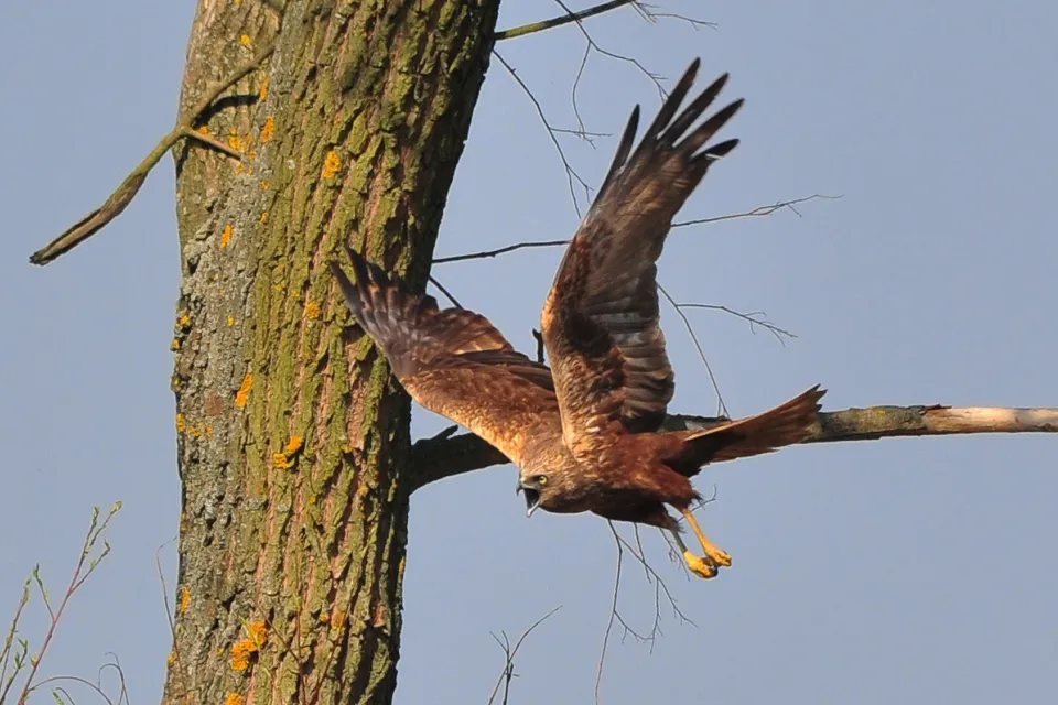 Circus aeruginosus