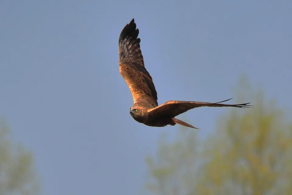 Circus aeruginosus