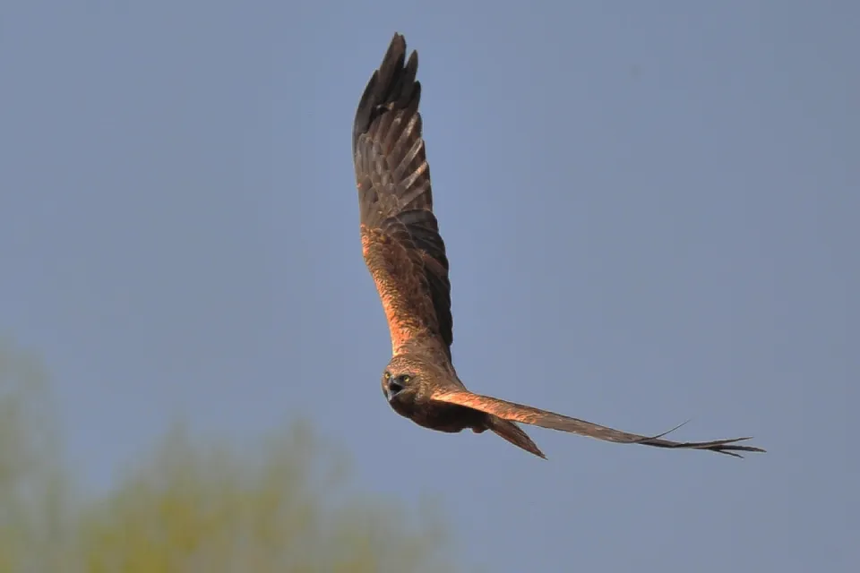 Circus aeruginosus