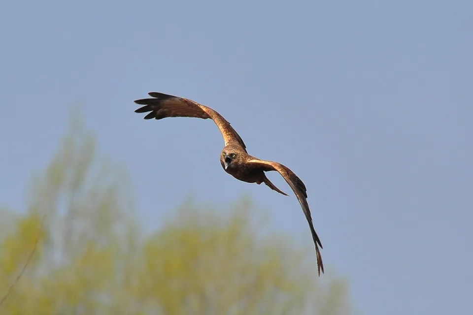 Circus aeruginosus