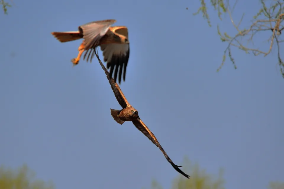 Circus aeruginosus
