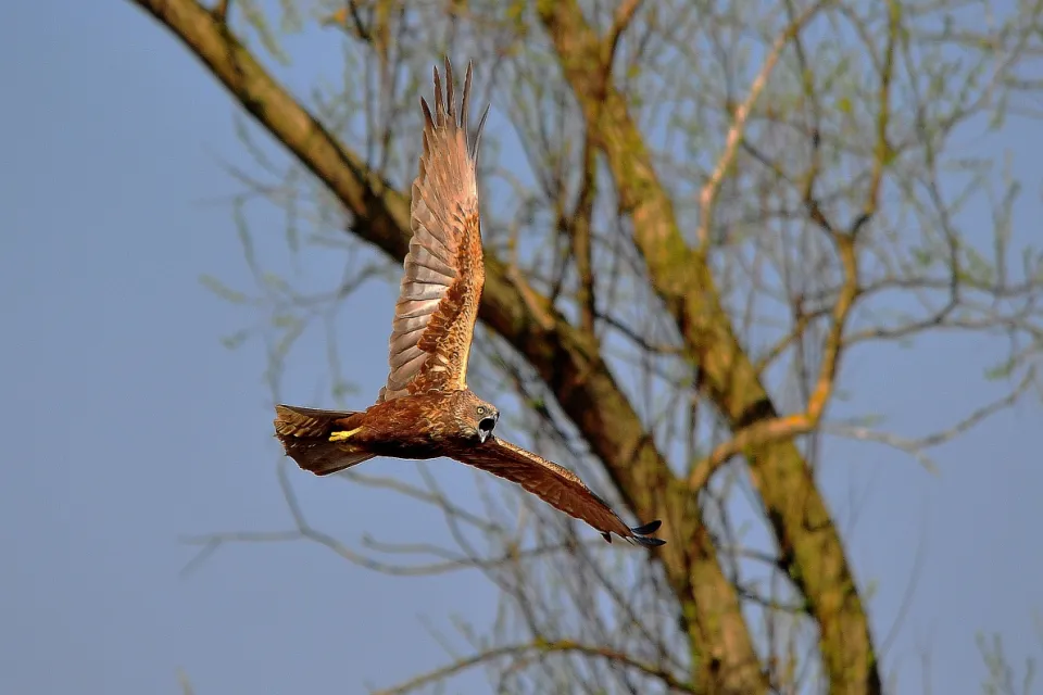 Circus aeruginosus