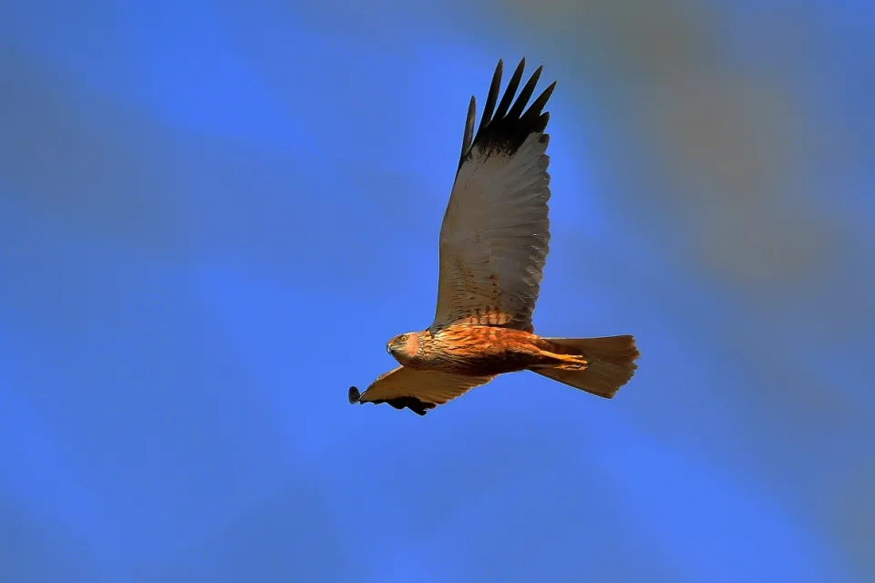 Circus aeruginosus